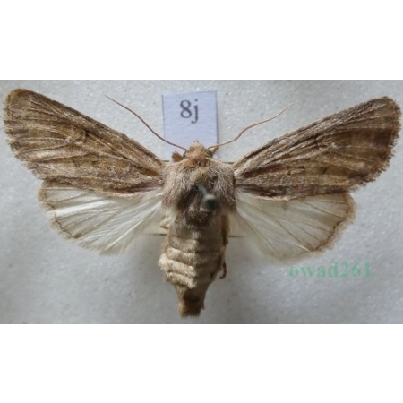 Luperina testacea (Denis & Schiffermüller, 1775) Czech8j